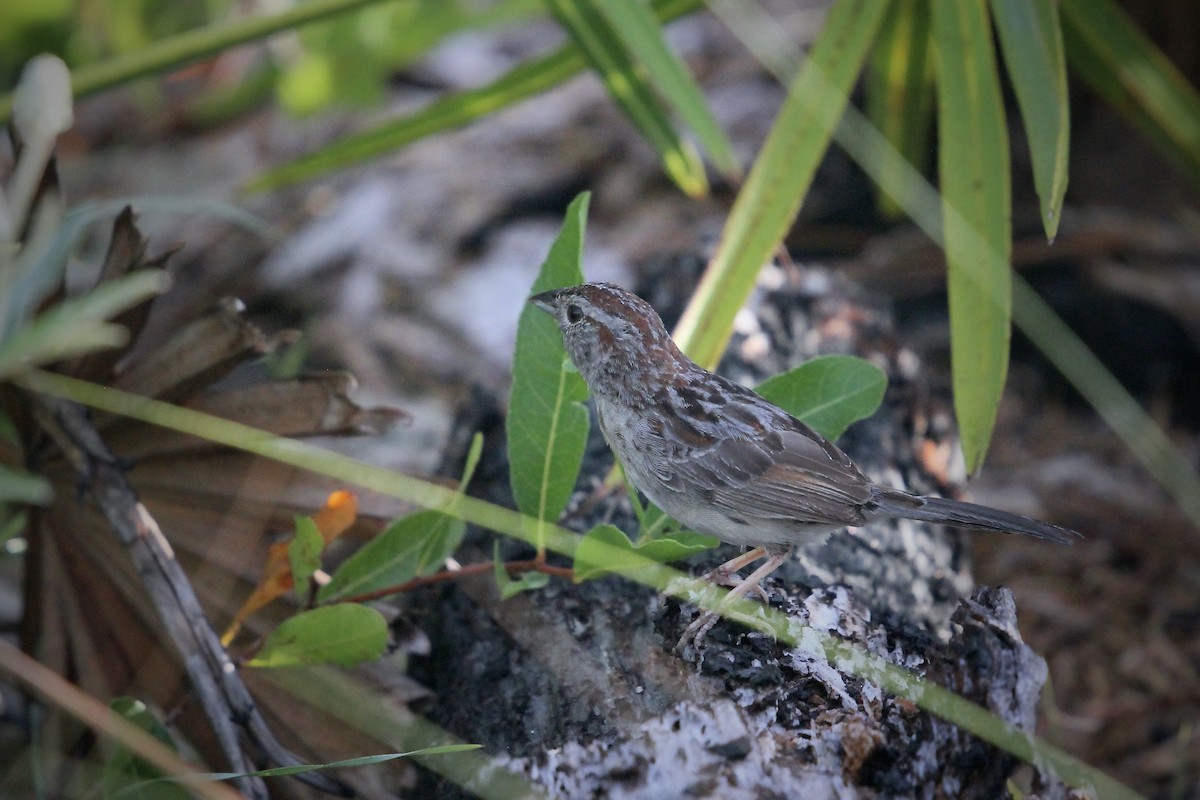 Bachman's Sparrow - ML620822492