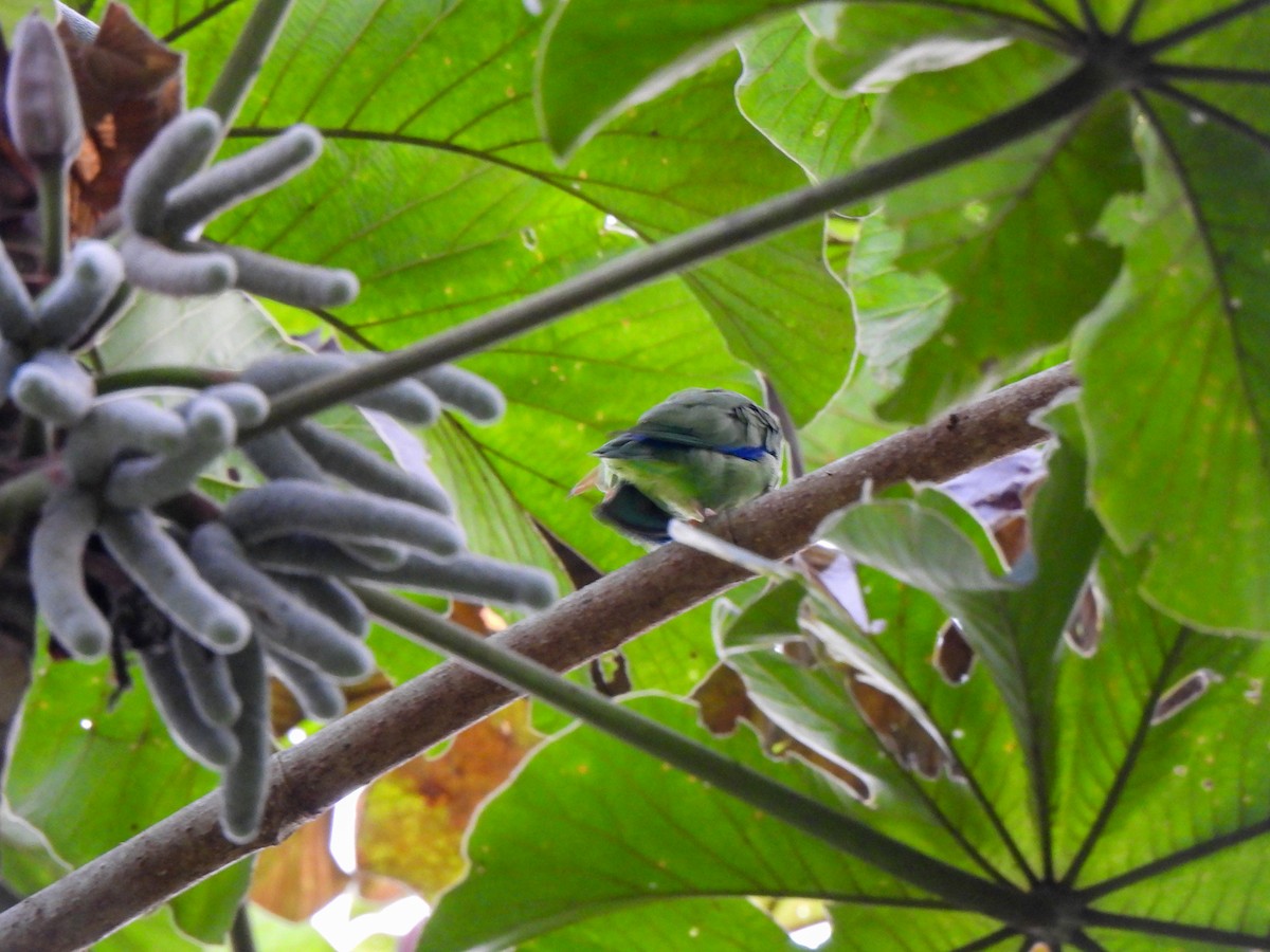 Spectacled Parrotlet - ML620822494