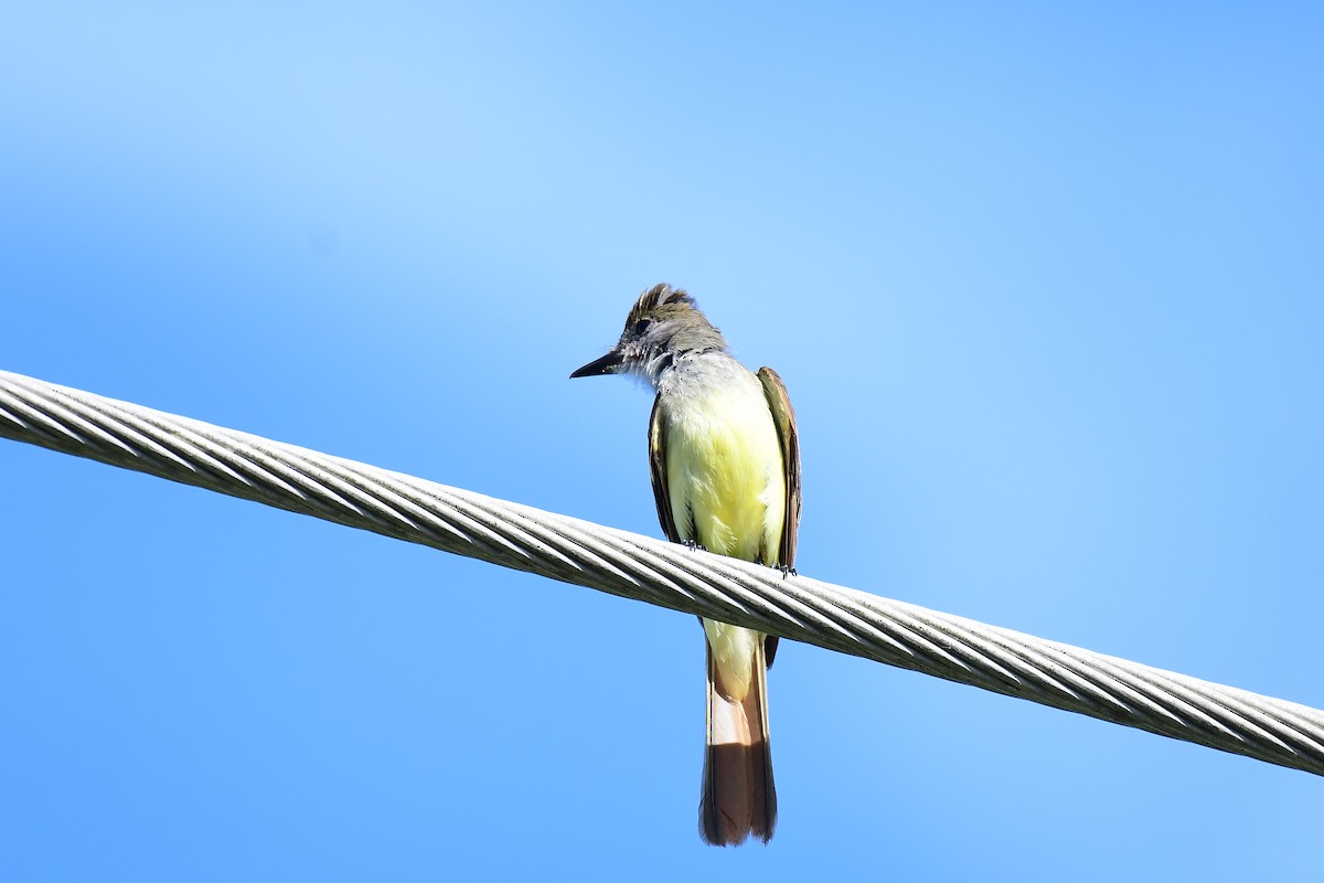 Great Crested Flycatcher - ML620822495