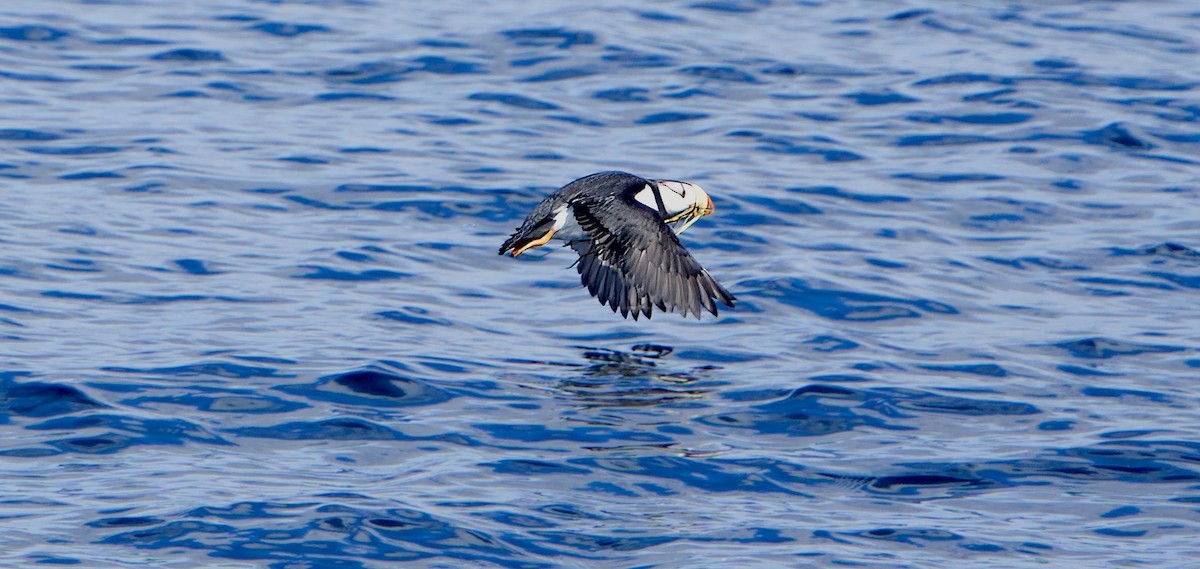 Horned Puffin - ML620822496