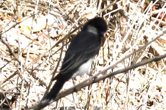 Eastern Phoebe - Gautham Mohan