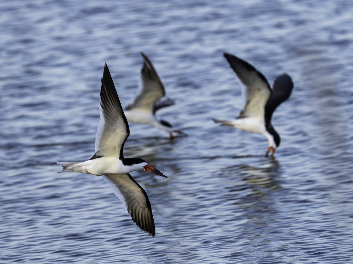 Black Skimmer - Perry Fraser