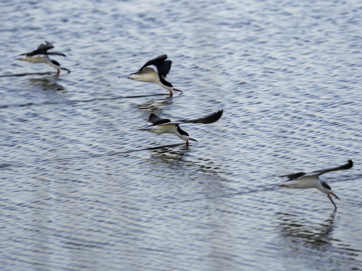 Black Skimmer - ML620822499