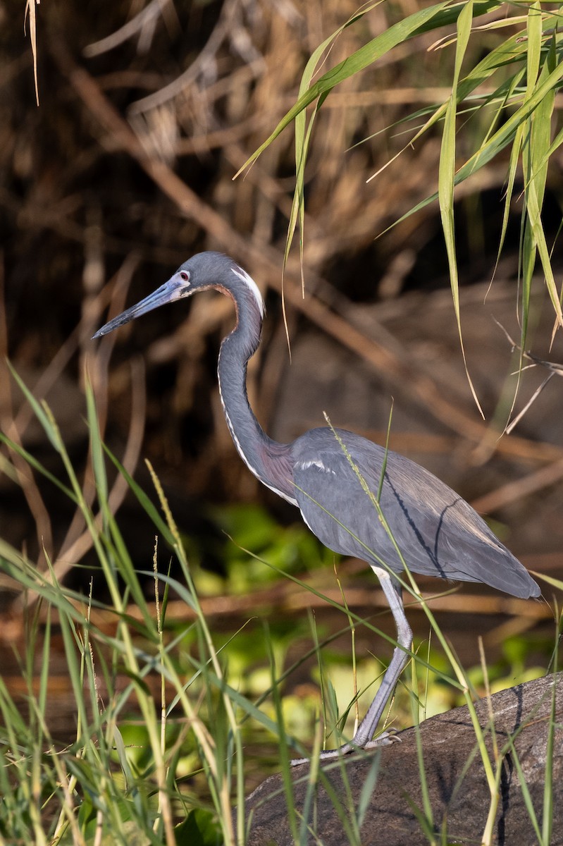 Tricolored Heron - ML620822503