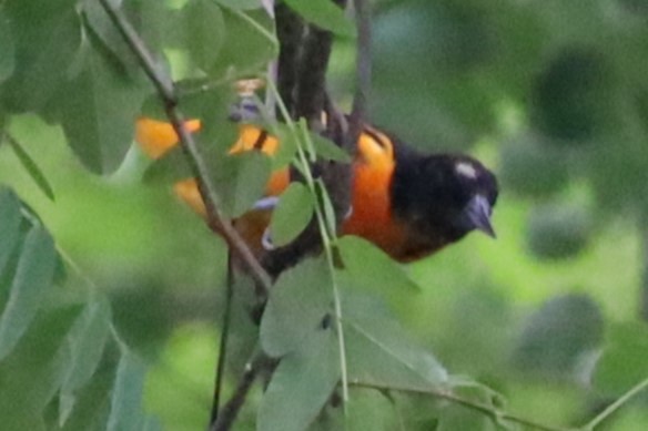 Baltimore Oriole - ML620822505