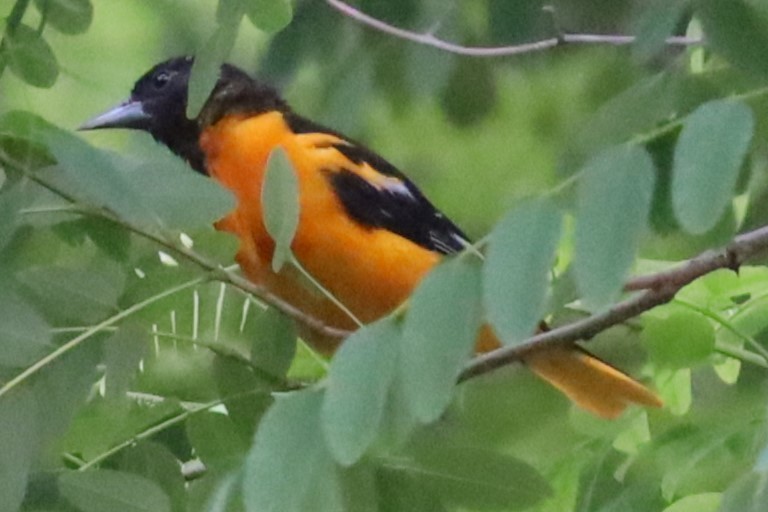 Baltimore Oriole - ML620822506