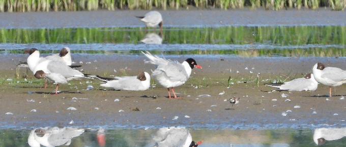 Mouette mélanocéphale - ML620822507