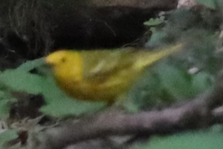 Yellow Warbler - ML620822509