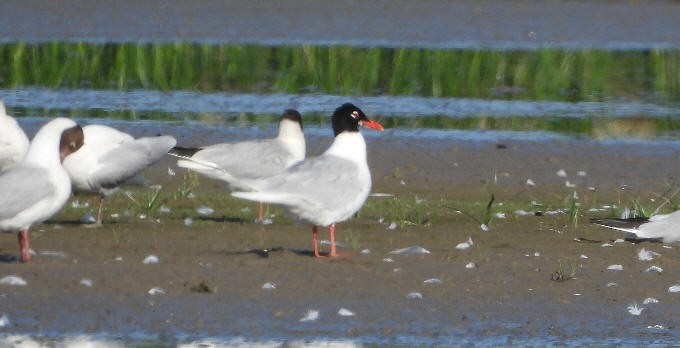 Mediterranean Gull - ML620822510