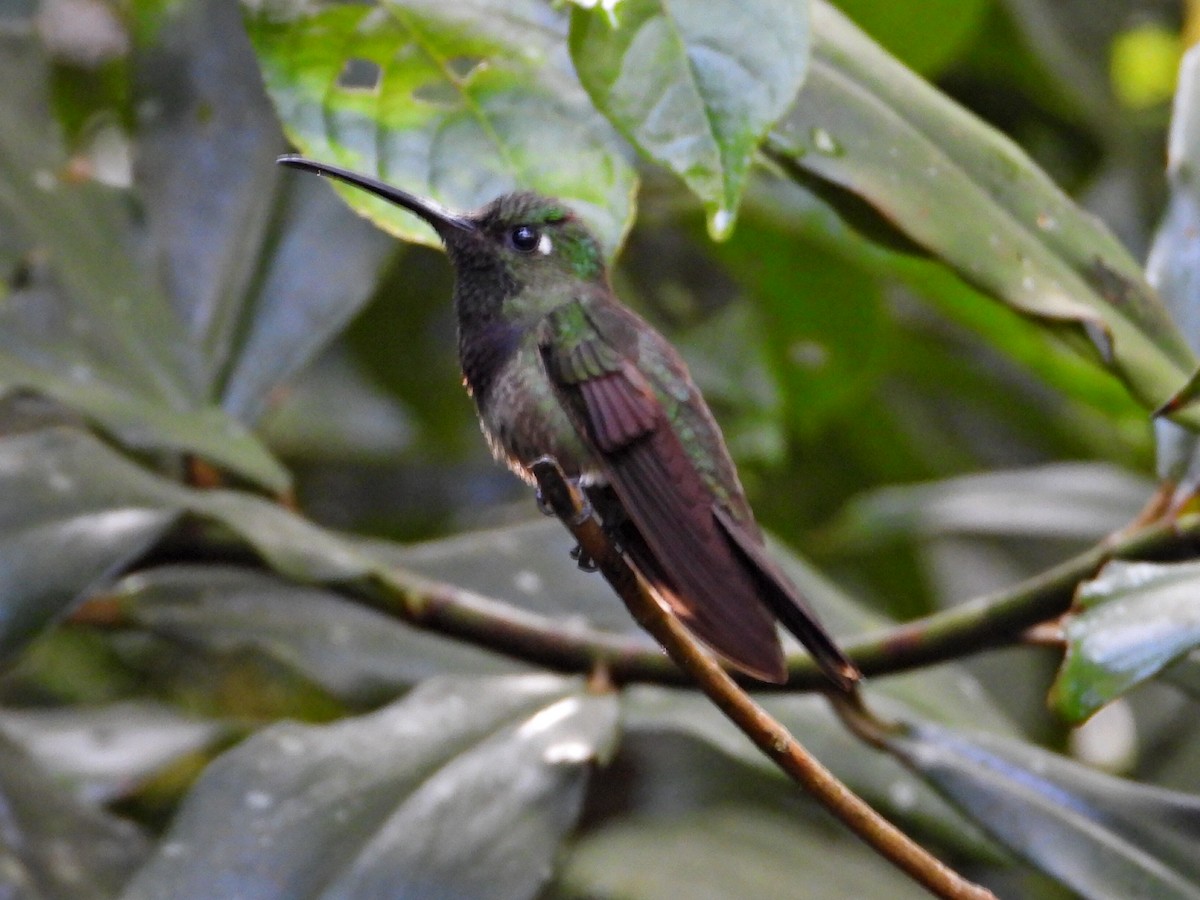 Violet-chested Hummingbird - ML620822511