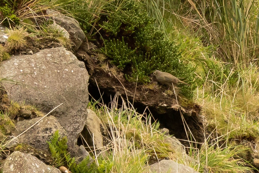 Gough Island Finch - ML620822512