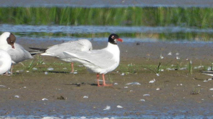 Gaviota Cabecinegra - ML620822514