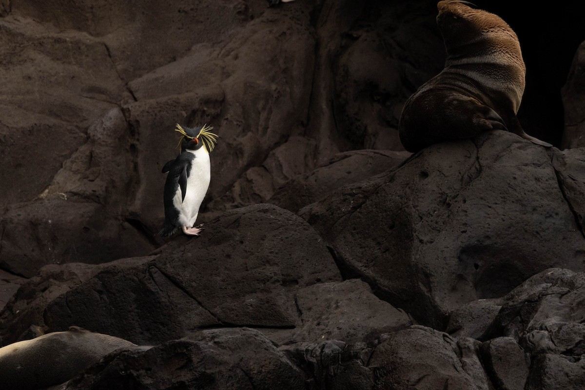 Moseley's Rockhopper Penguin - ML620822517