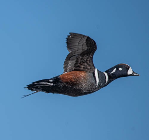 Harlequin Duck - ML620822519