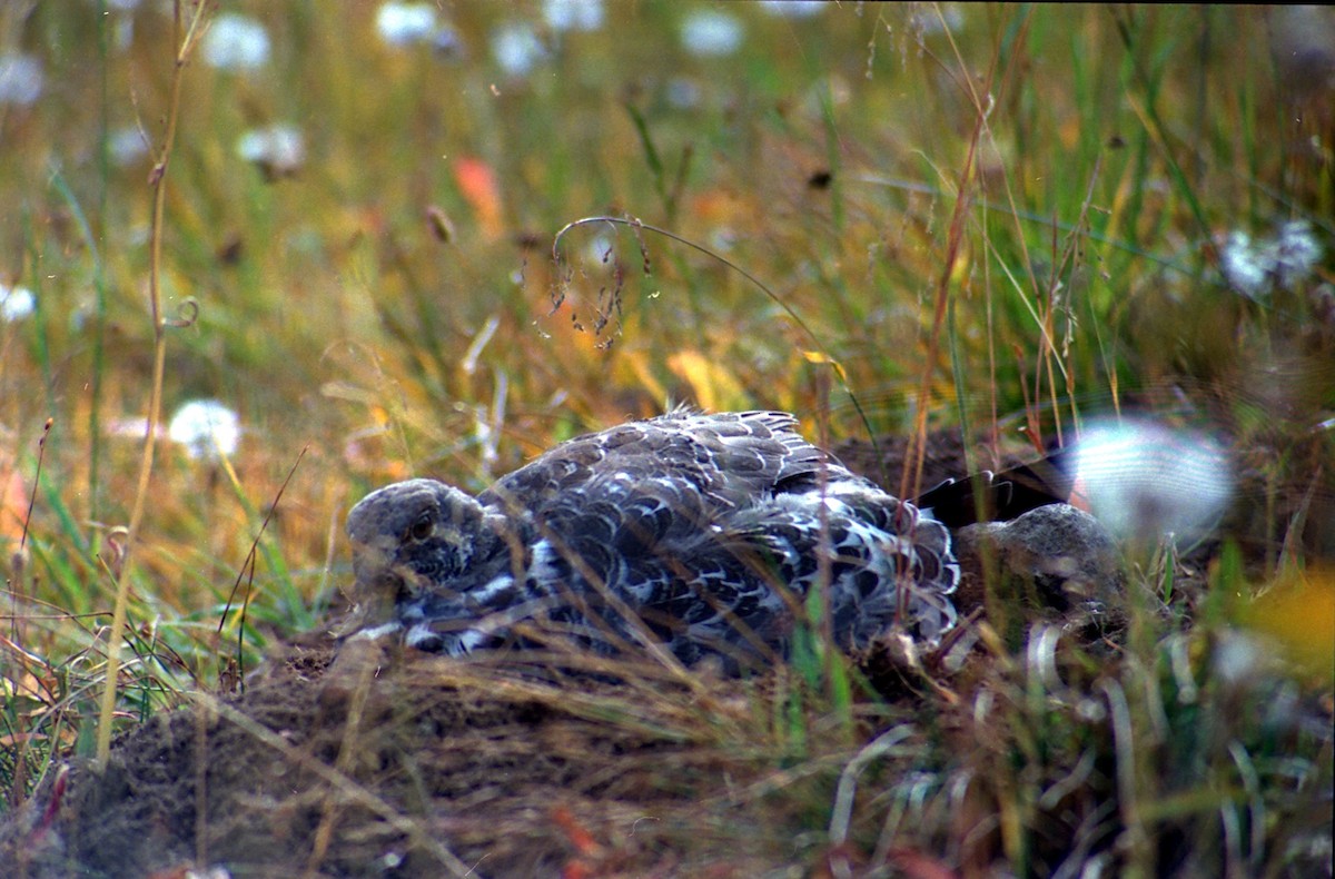 Dusky Grouse - ML620822520