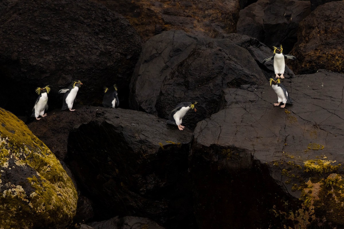 Moseley's Rockhopper Penguin - ML620822523