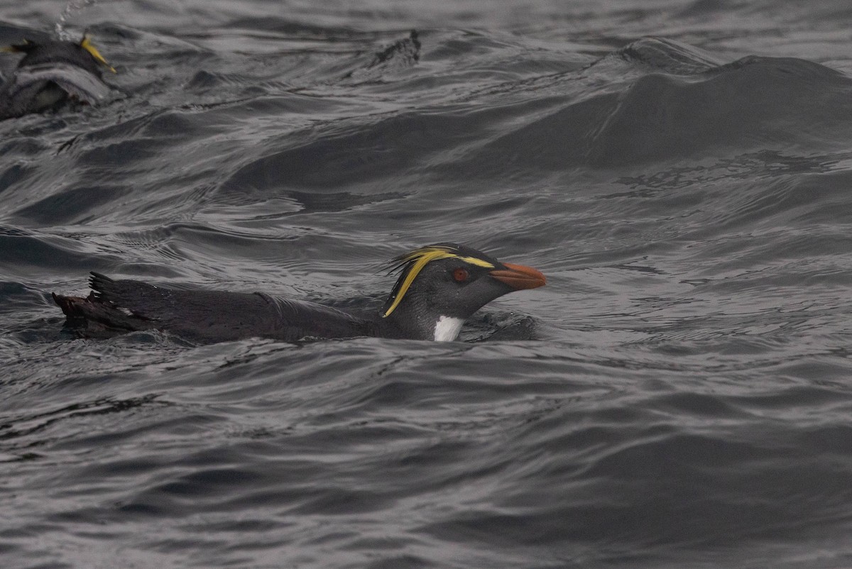 Moseley's Rockhopper Penguin - ML620822524