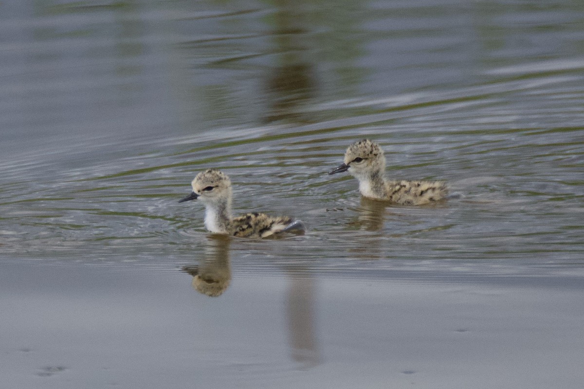 Black-winged Stilt - ML620822525