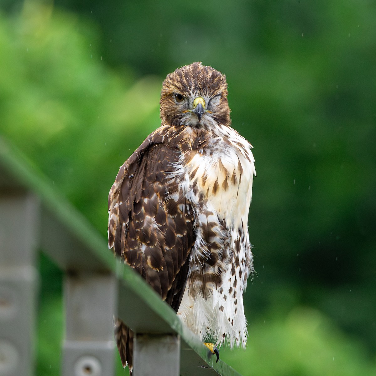 Red-tailed Hawk - ML620822526