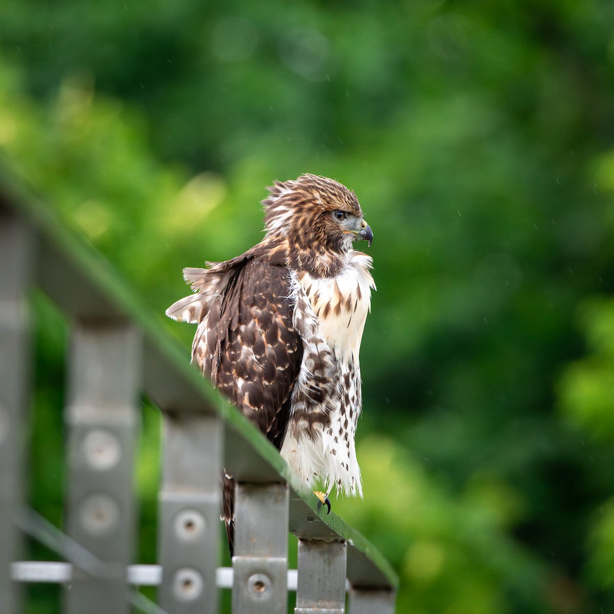 Red-tailed Hawk - ML620822527