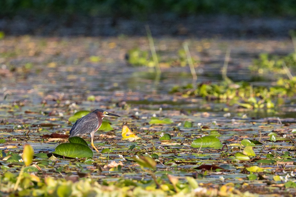 Green Heron - ML620822528