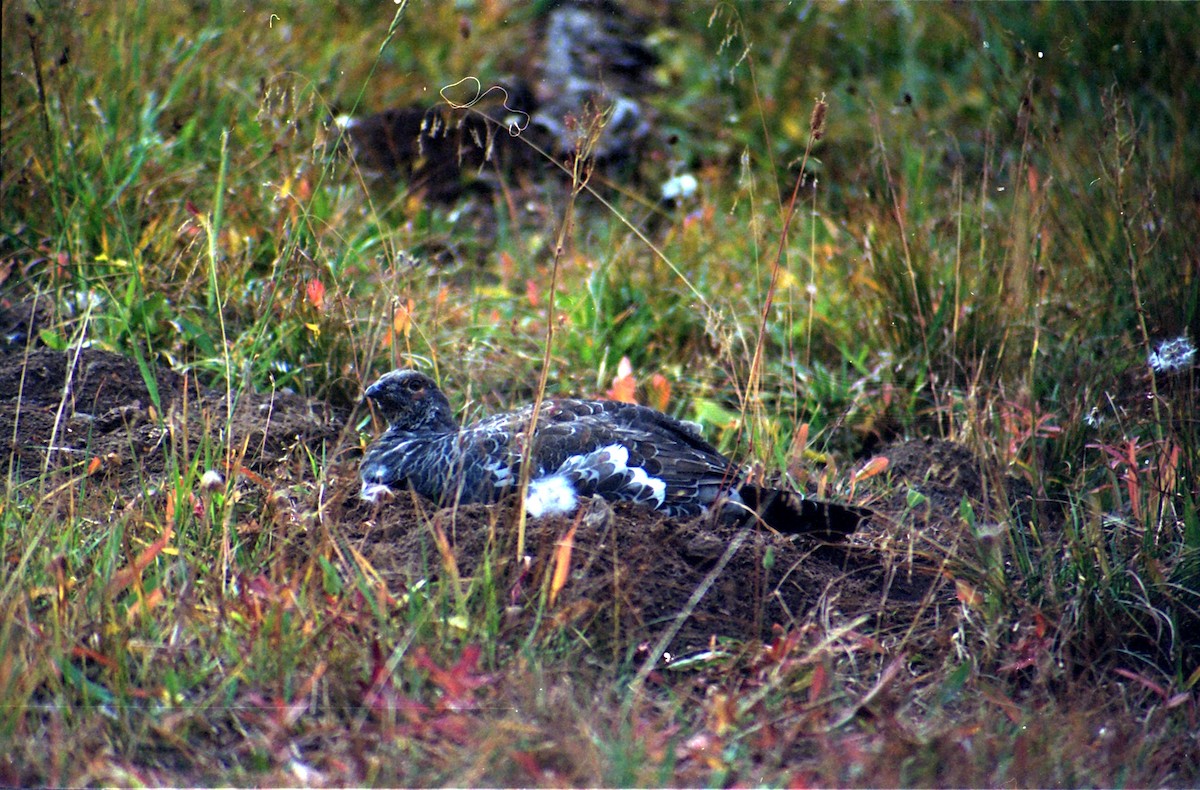 Dusky Grouse - ML620822529