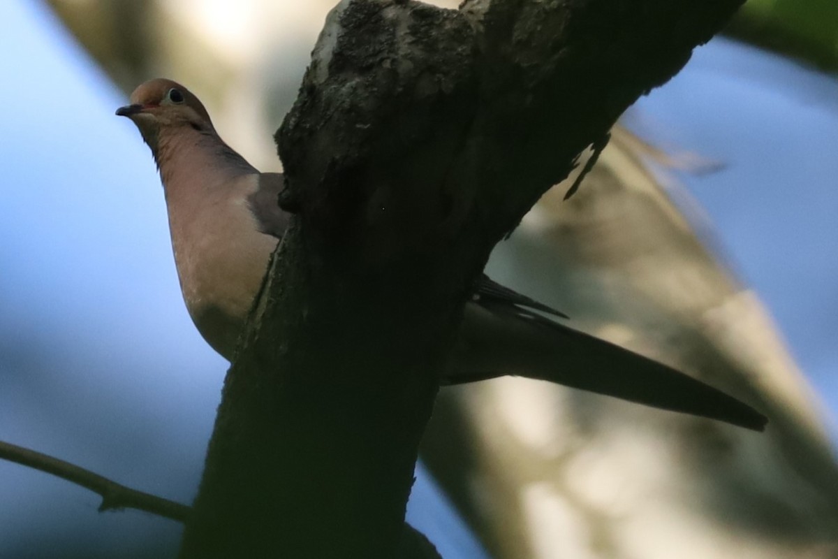 Mourning Dove - ML620822530