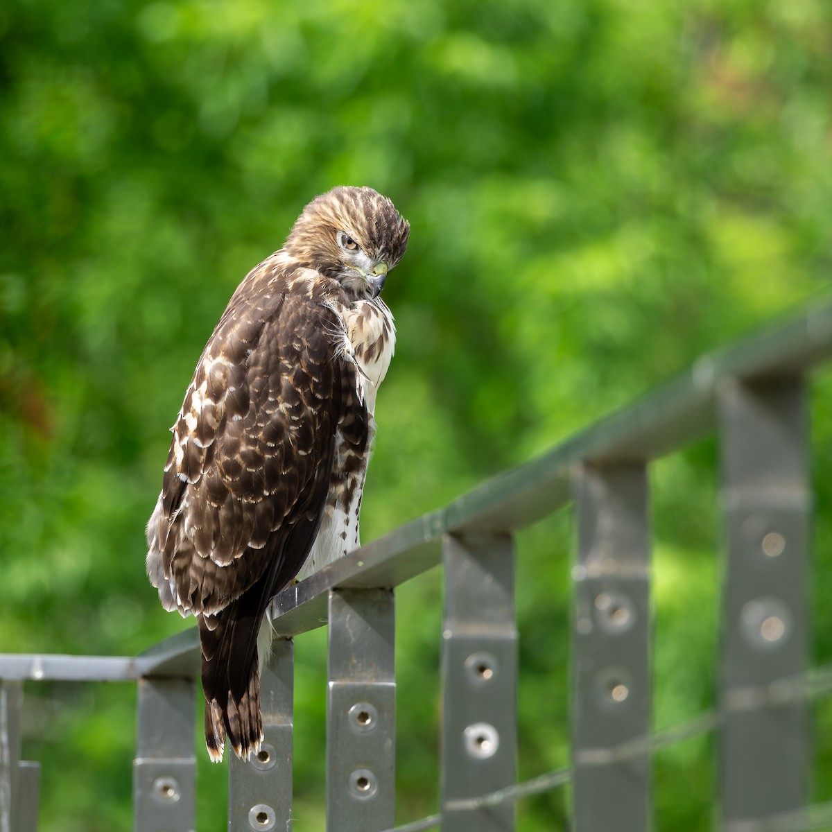 Red-tailed Hawk - ML620822531