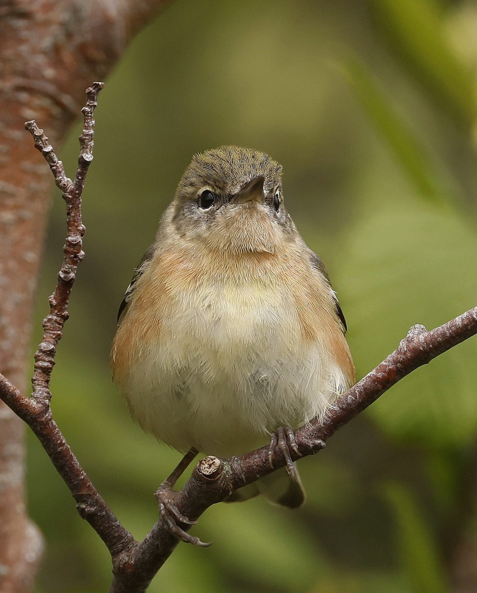 Bay-breasted Warbler - ML620822532