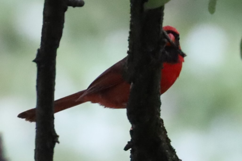 Northern Cardinal - ML620822533