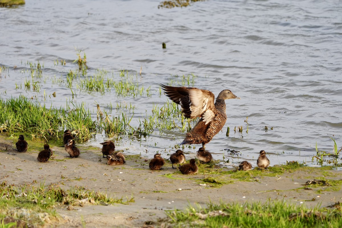 Common Eider - ML620822534