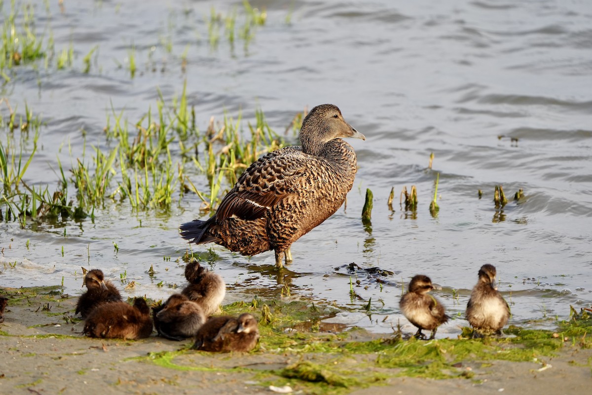 Common Eider - Anonymous