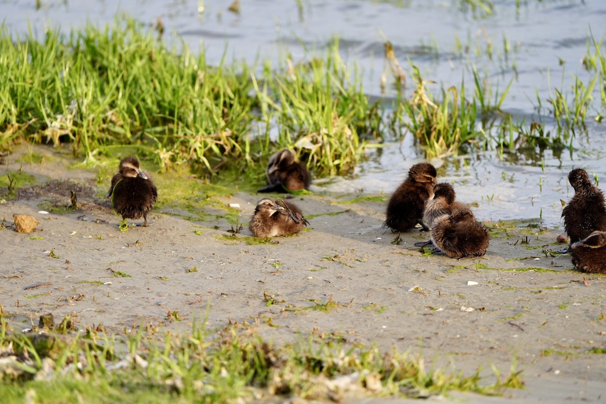 Common Eider - Anonymous