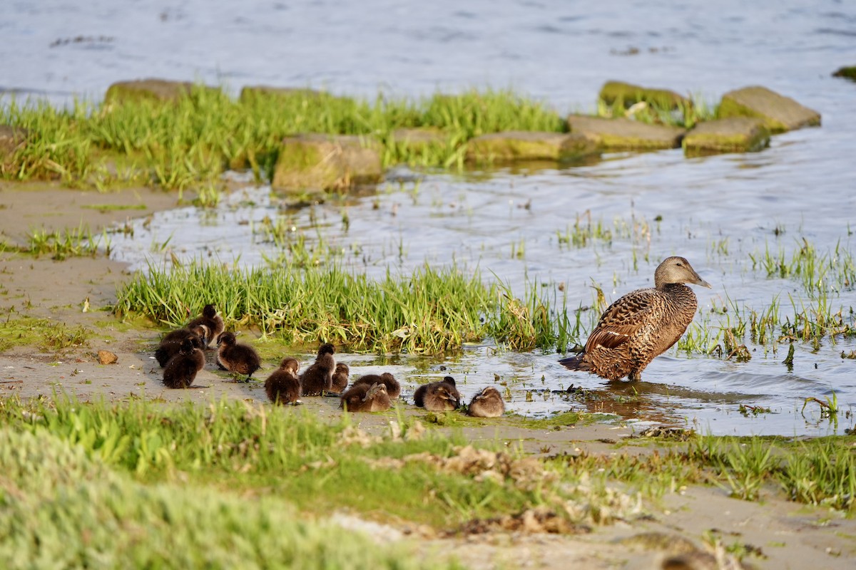 Common Eider - ML620822537