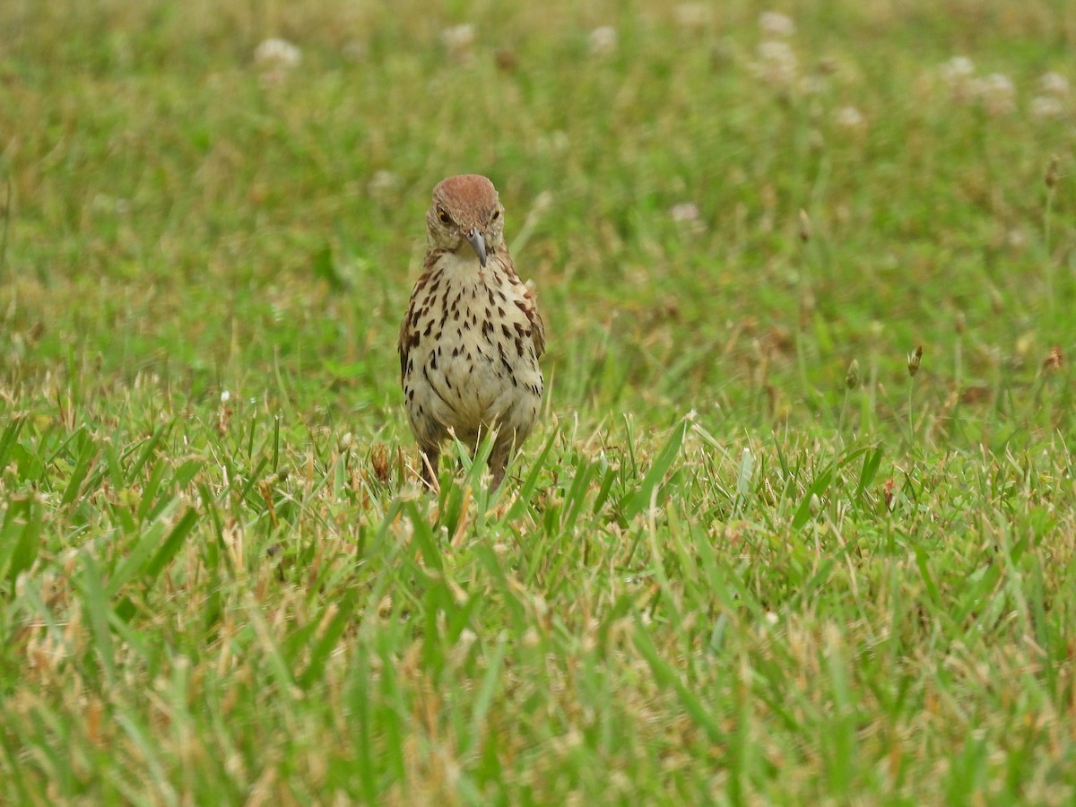 Brown Thrasher - ML620822538