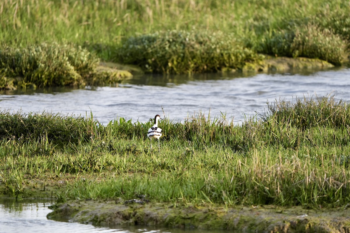 Avoceta Común - ML620822539