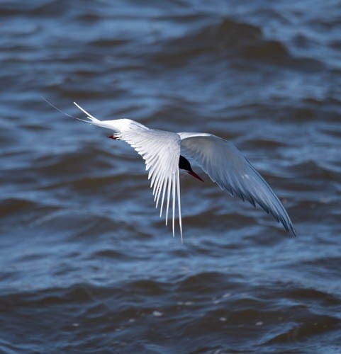 Arctic Tern - ML620822540