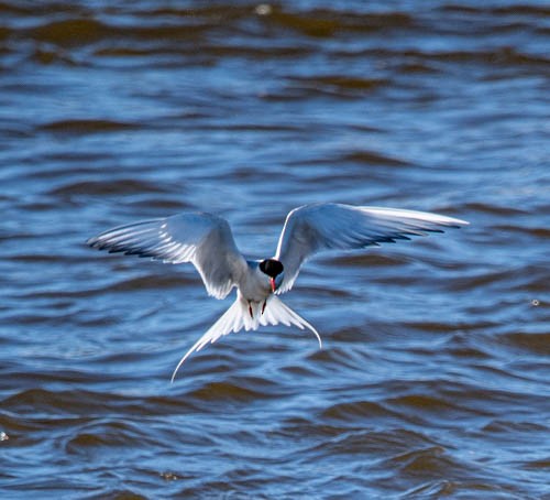 Arctic Tern - ML620822541