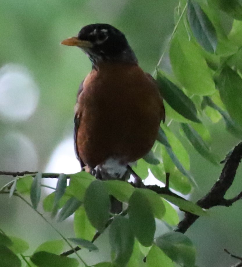 American Robin - ML620822542