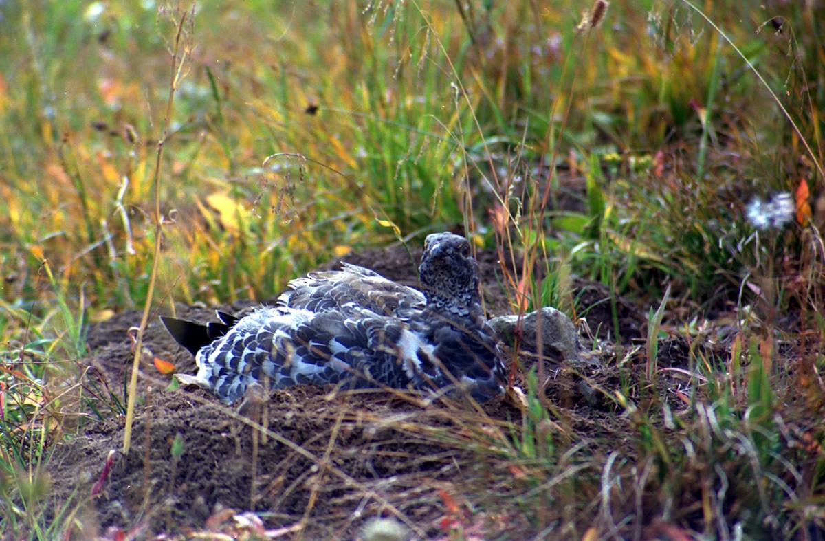 Dusky Grouse - ML620822543