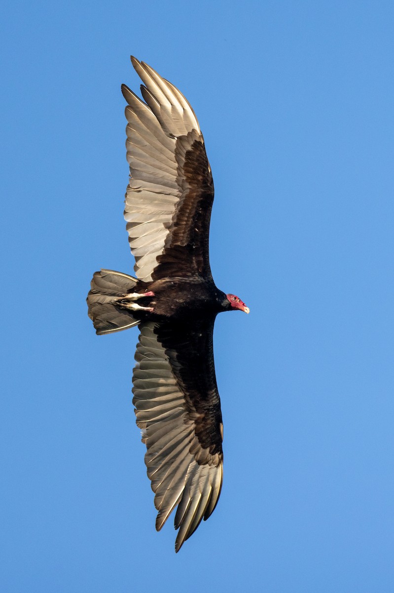 Urubu à tête rouge - ML620822545