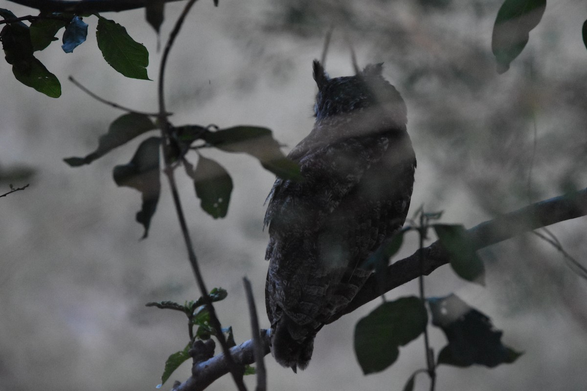 Spotted Eagle-Owl - ML620822548