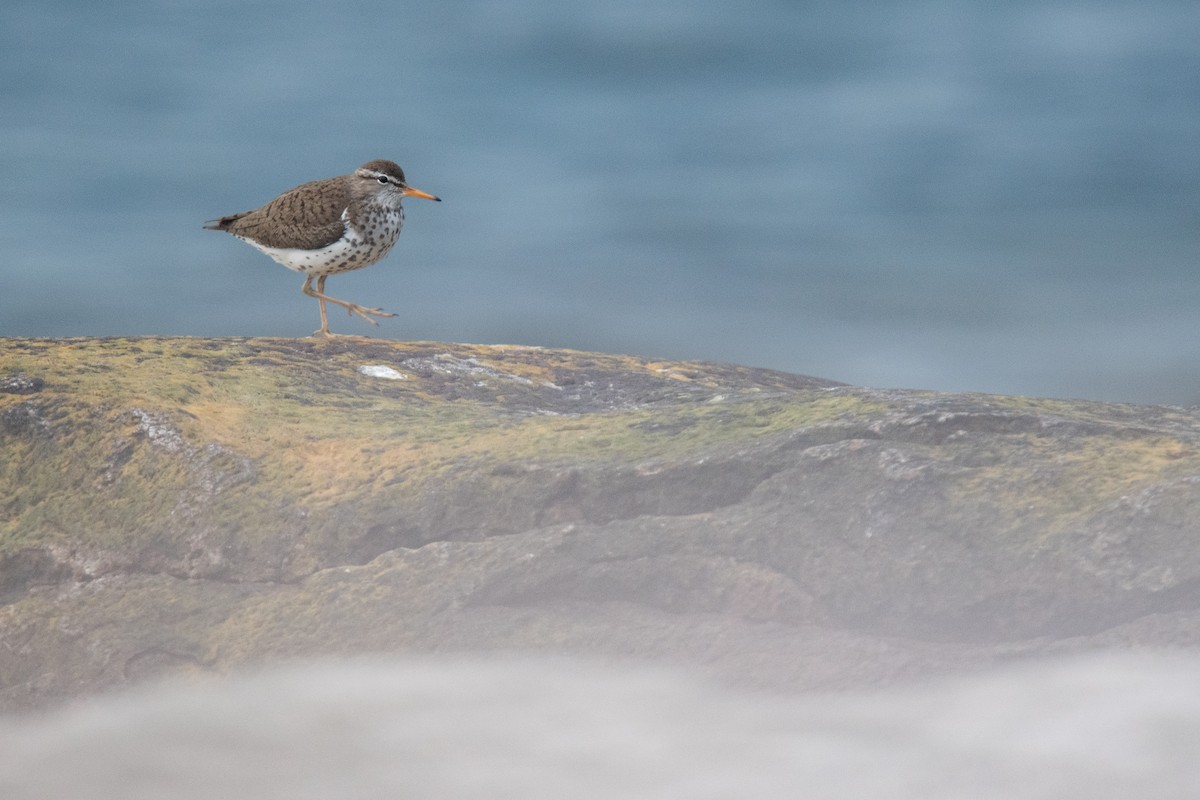 Spotted Sandpiper - ML620822550