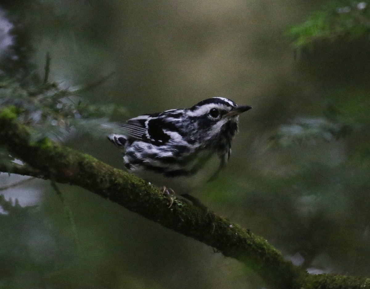 Black-and-white Warbler - ML620822553