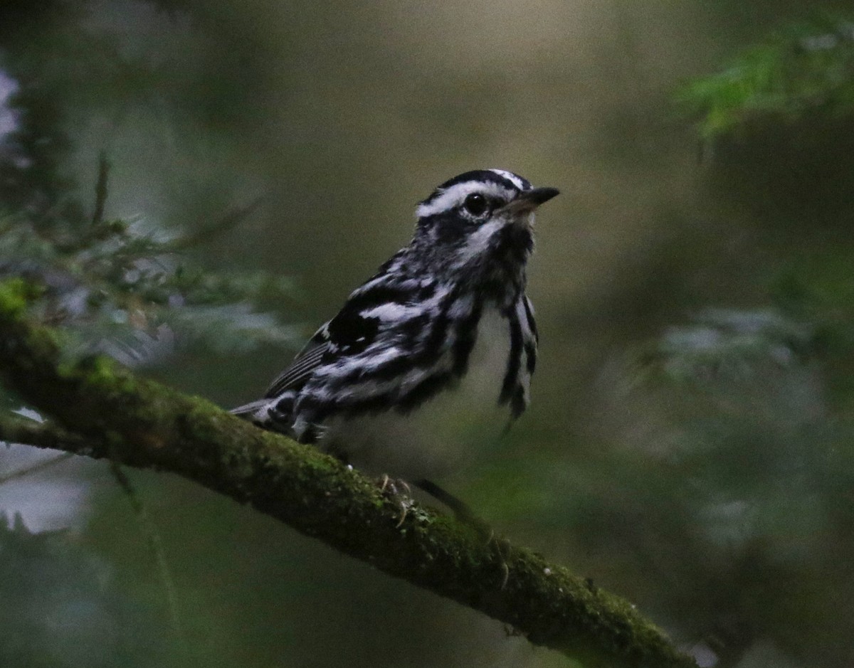 Black-and-white Warbler - ML620822554