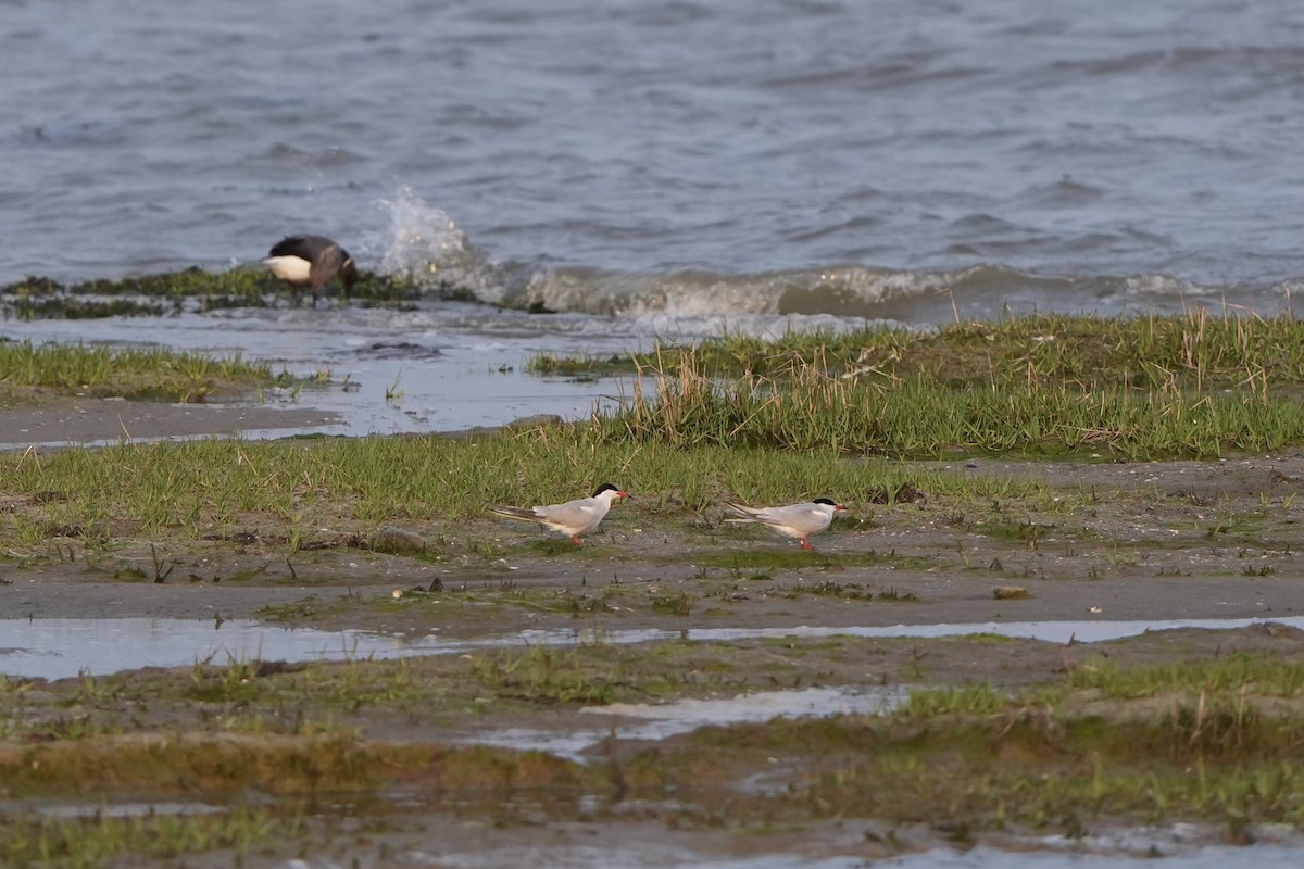 Common Tern - ML620822555