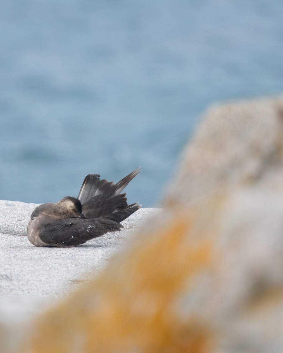 Parasitic Jaeger - ML620822558