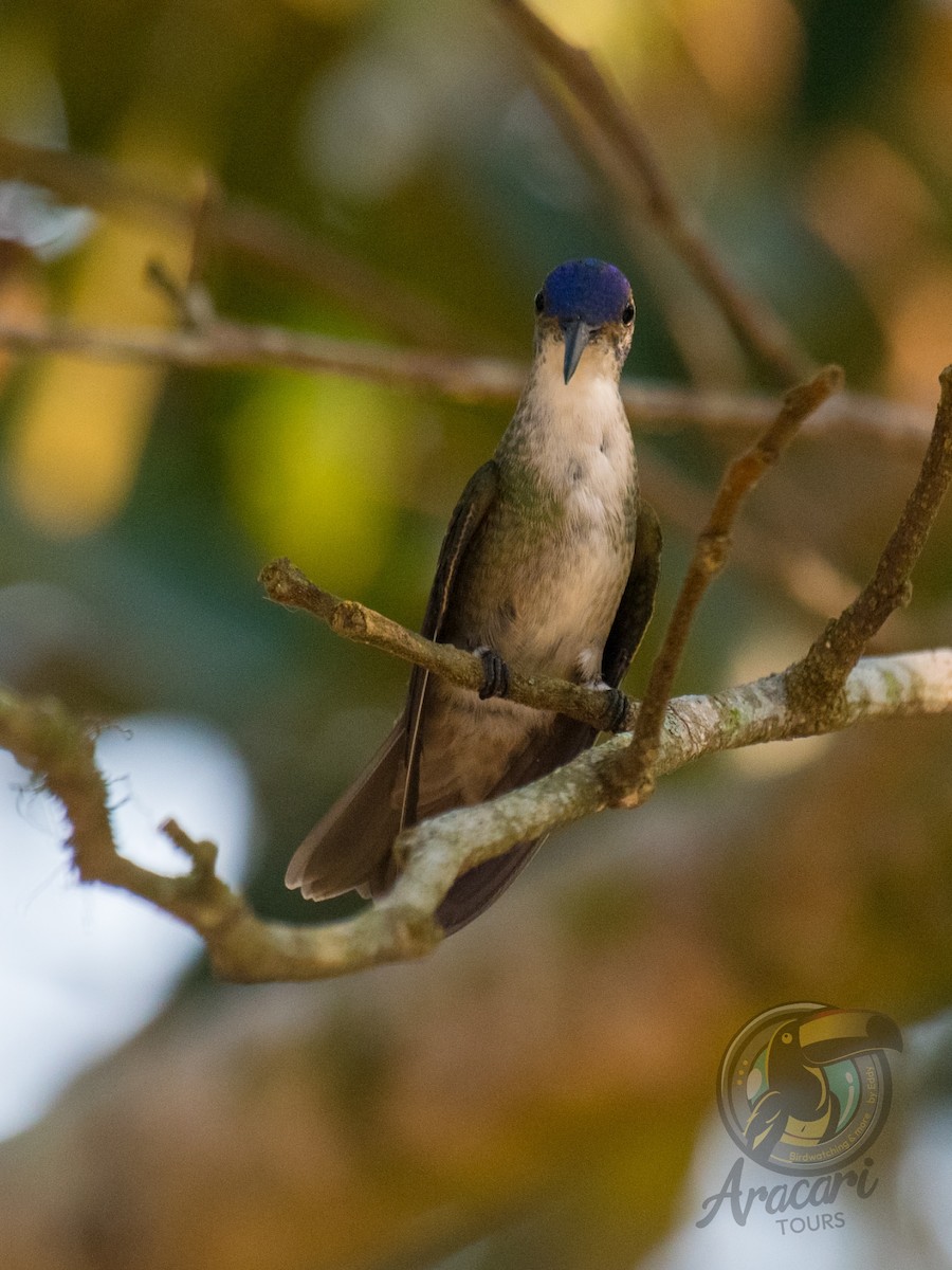 Агиртрія блакитноголова (підвид cyanocephala) - ML620822560