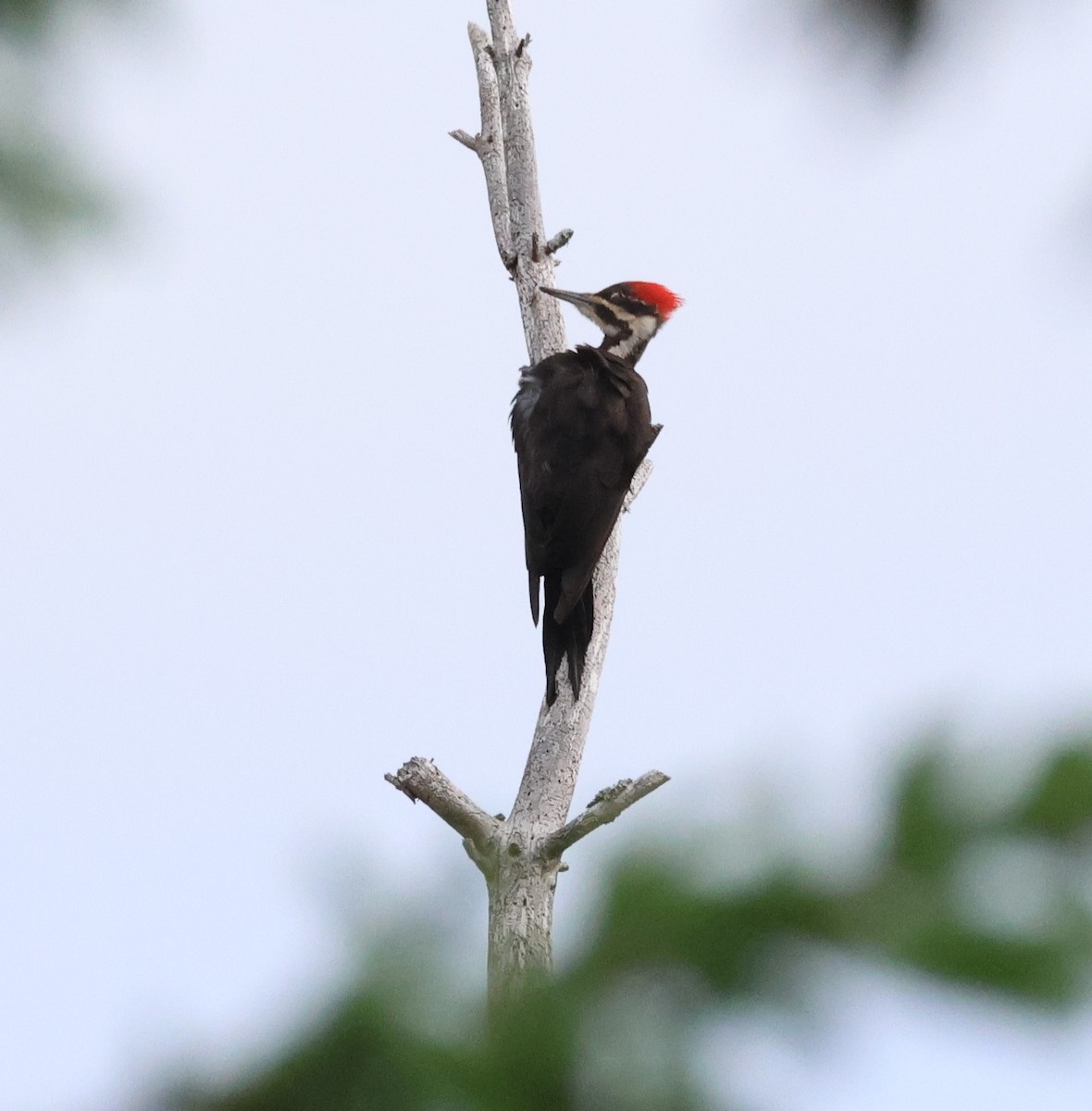 Pileated Woodpecker - ML620822566