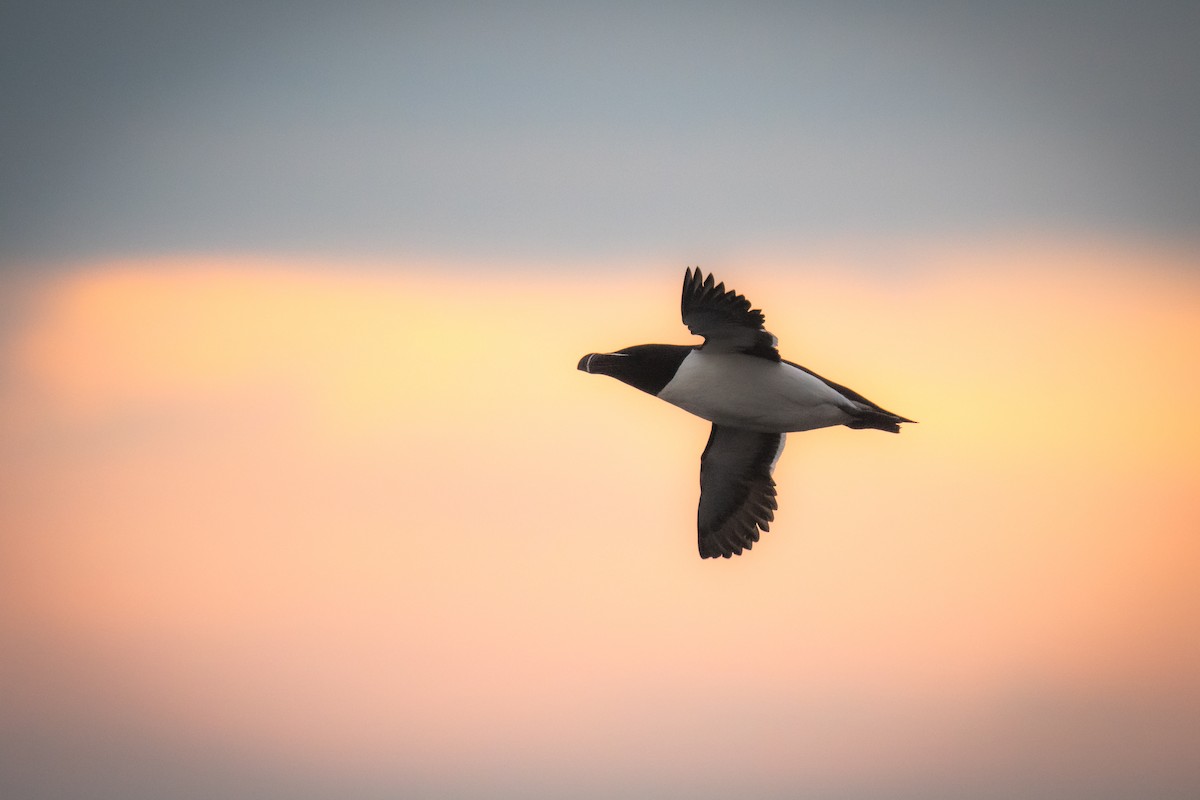 Razorbill - ML620822569